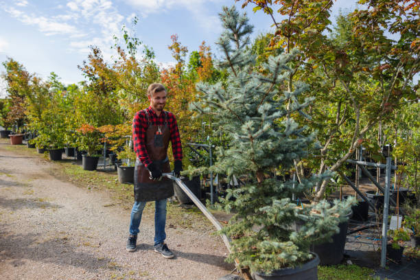 Best Stump Grinding and Removal  in Langdon, ND