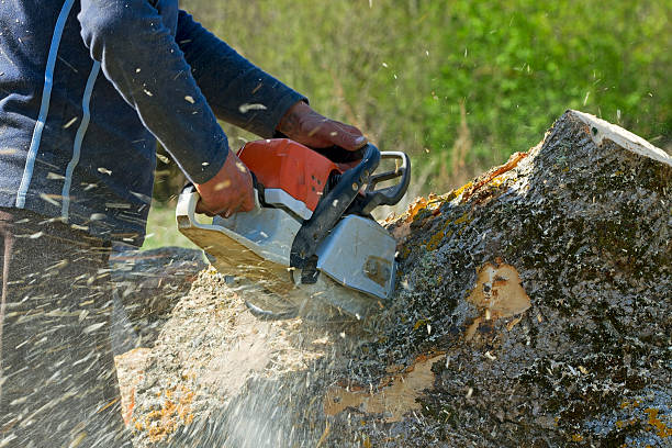 How Our Tree Care Process Works  in  Langdon, ND